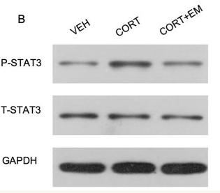 STAT3 Antibody - Figure 4.