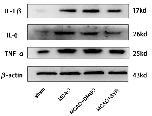 IL1 beta Antibody - Fig.