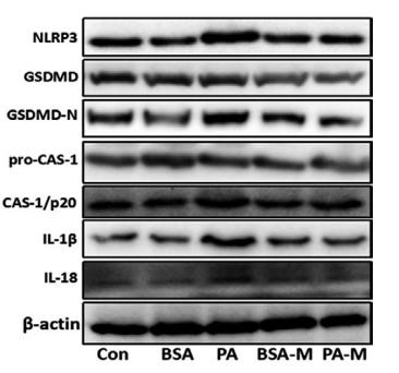 Cleaved-IL-1 beta (Asp116) Antibody - FIGURE 8|MSCs ameliorated hepatic cell death through inhibiting pyroptosis.