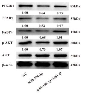 Phospho-AKT1/2/3 (Ser473) Antibody - Figure 6
miR-100-3p controls hMSC adipogenesis via the PI3K/AKT signaling pathway.