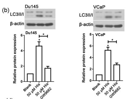 LC3A/B Antibody - Figure 6.