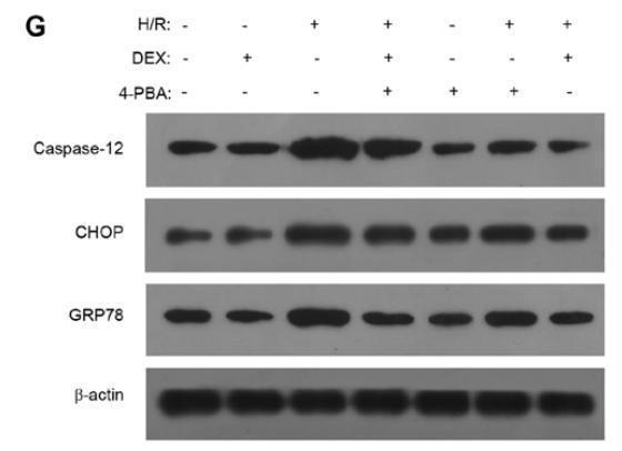 DDIT3/CHOP Antibody - Figure 6.