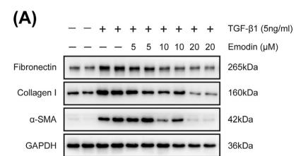 Collagen I Antibody - Fig.