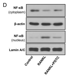 NF-kB p65 Antibody - Fig.