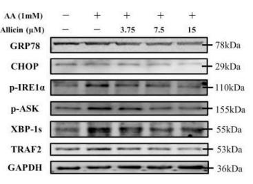 Phospho-IRE1 (Ser724) Antibody - Fig.