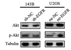 Phospho-AKT1/2/3 (Ser473) Antibody - Figure 4.