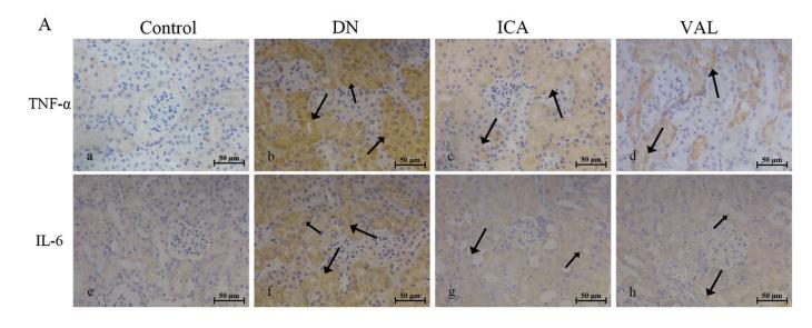 TNF alpha Antibody - Fig.