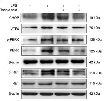 Phospho-IRE1 (Ser724) Antibody - Figure 4.