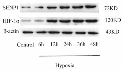 HIF1A Antibody - Fig.