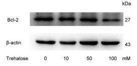 Bcl-2 Antibody - Fig.