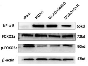 NF-kB p65 Antibody - Fig.