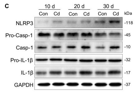 Caspase 1 Antibody - Fig.