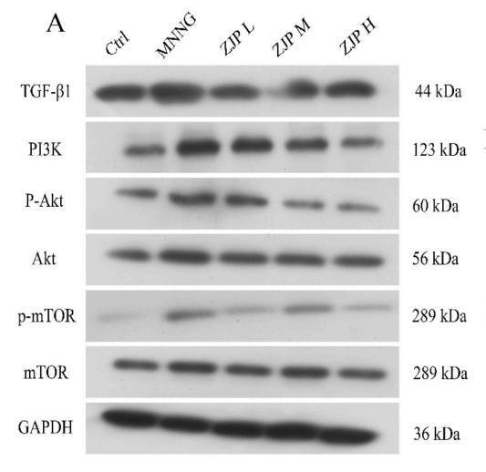 Phospho-AKT1/2/3 (Ser473) Antibody - Fig.