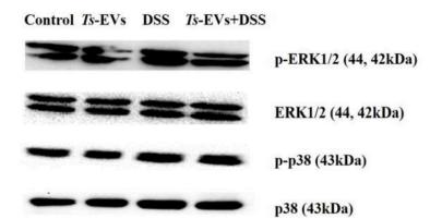 ERK1/2 Antibody - Fig.