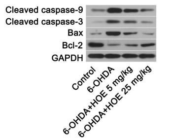 Bcl-2 Antibody - FIGURE 4 Inhibition of NHE1 by HOE642 alleviates neuronal apoptosis in the SNpc of PD rats.