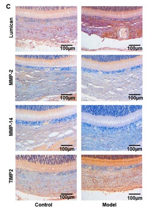 MMP2 Antibody - Figure 2.