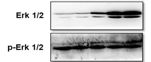 ERK1/2 Antibody - Fig 4
Pathways involved in the regulation of T.