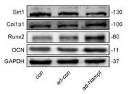Collagen I Antibody - Figure 2
Nampt promoted osteogenic differentiation.