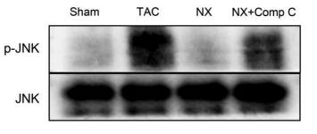 Phospho-JNK1/2/3 (Thr183+Tyr185) Antibody - Fig.