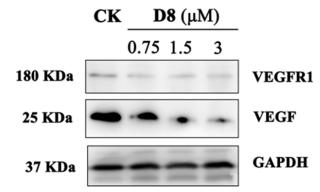 VEGFA Antibody - Fig.