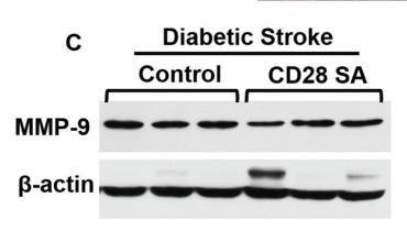 MMP9 Antibody - Fig.