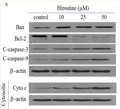 Cleaved-Caspase 9 (Asp353) Antibody - Figure 5
Effects of hirsutine on Bcl-2 family proteins, and caspase activation proteins in Jurkat Clone E6-1 cells.