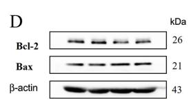 Bcl-2 Antibody - Figure 2.