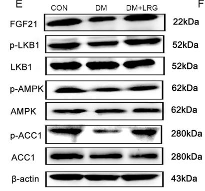 AMPK alpha Antibody - Fig.
