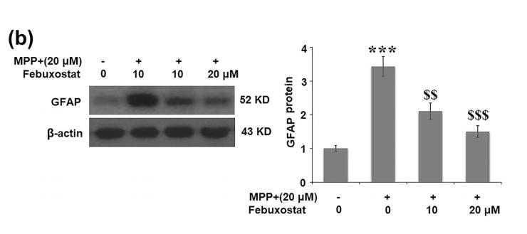 GFAP Antibody - Fig.