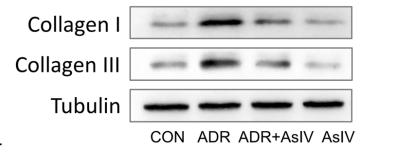 Collagen I Antibody - Fig.