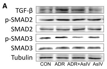 TGF beta 1 Antibody - Fig.