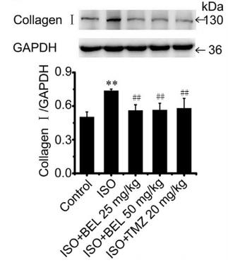 Collagen I Antibody - Fig.