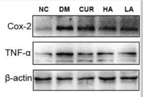 TNF alpha Antibody - Fig.