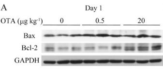 Bcl-2 Antibody - Fig.