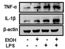 IL1 beta Antibody - FIGURE 2
Phenotypic characteristics of macrophages in EtOH-fed mice liver tissue and ethanol-stimulated RAW264.