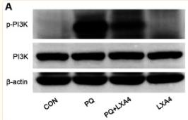 PI3K p85 alpha Antibody - Figure 7
LXA4 suppresses the activation of the PI3K/AKT pathway induced by PQ.