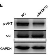 Phospho-AKT1/2/3 (Ser473) Antibody - Figure 2.