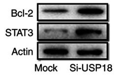 Bcl-2 Antibody - Figure 4.