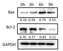 Bcl-2 Antibody - Figure 2
Effect of treatment with HP on apoptosis of Dami cells.