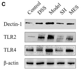 NF-kB p65 Antibody - FIGURE 6 The protein levels of Dectin1, TLR2, TLR4, and their associated downstream effector NF-κBp65 are declined post sodium
houttuyfonate (SH) management.