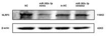 NLRP3 Antibody - FIGURE 2
MiR‐302c‐3p directly targets and inhibits NLRP3 expression.
