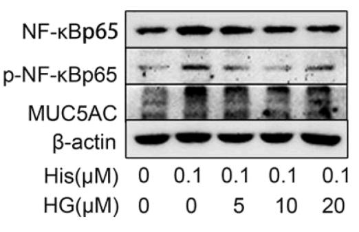 NF-kB p65 Antibody - Fig.