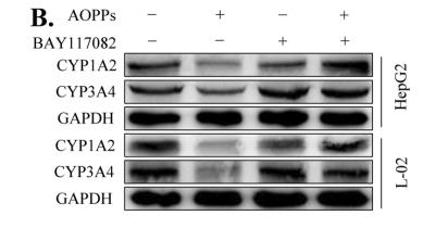 Cytochrome P450 3A4 Antibody - Fig.