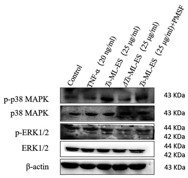 ERK1/2 Antibody - Figure 6
The effect of Ts-ML-ES on MAPK expression.