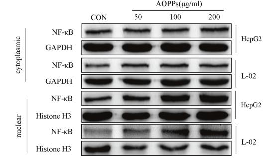 GAPDH Antibody - Fig.