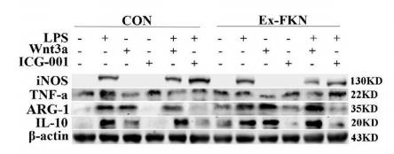 TNF alpha Antibody - FIGURE 4|FKN regulated polarization in LPS-induced J774A.