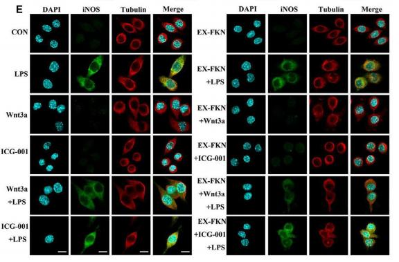Tubulin alpha Antibody - FIGURE 4 |FKN regulated polarization in LPS-induced J774A.
