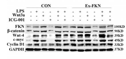 GAPDH Antibody - FIGURE 2|FKN promoted the viability of J774A.