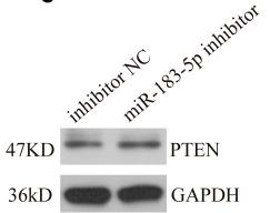 PTEN Antibody - Figure 5
PTEN is a potential target gene of miR-183-5p.
