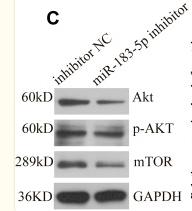 Phospho-AKT1/2/3 (Ser473) Antibody - Figure 6
mRNA and protein expression levels of genes related to Akt/mTOR in HepG2 cells transfected with miR-183-5p inhibitor and mimics.
